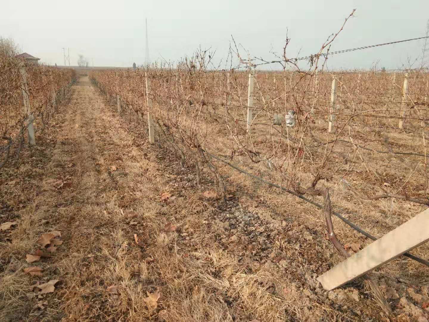 15782714717516.jpg 微信圖片_20200106084535.jpg