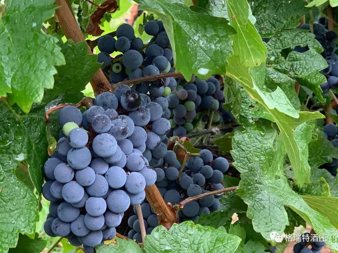 立秋：和去年相比，今年葡萄的變化居然這么大？