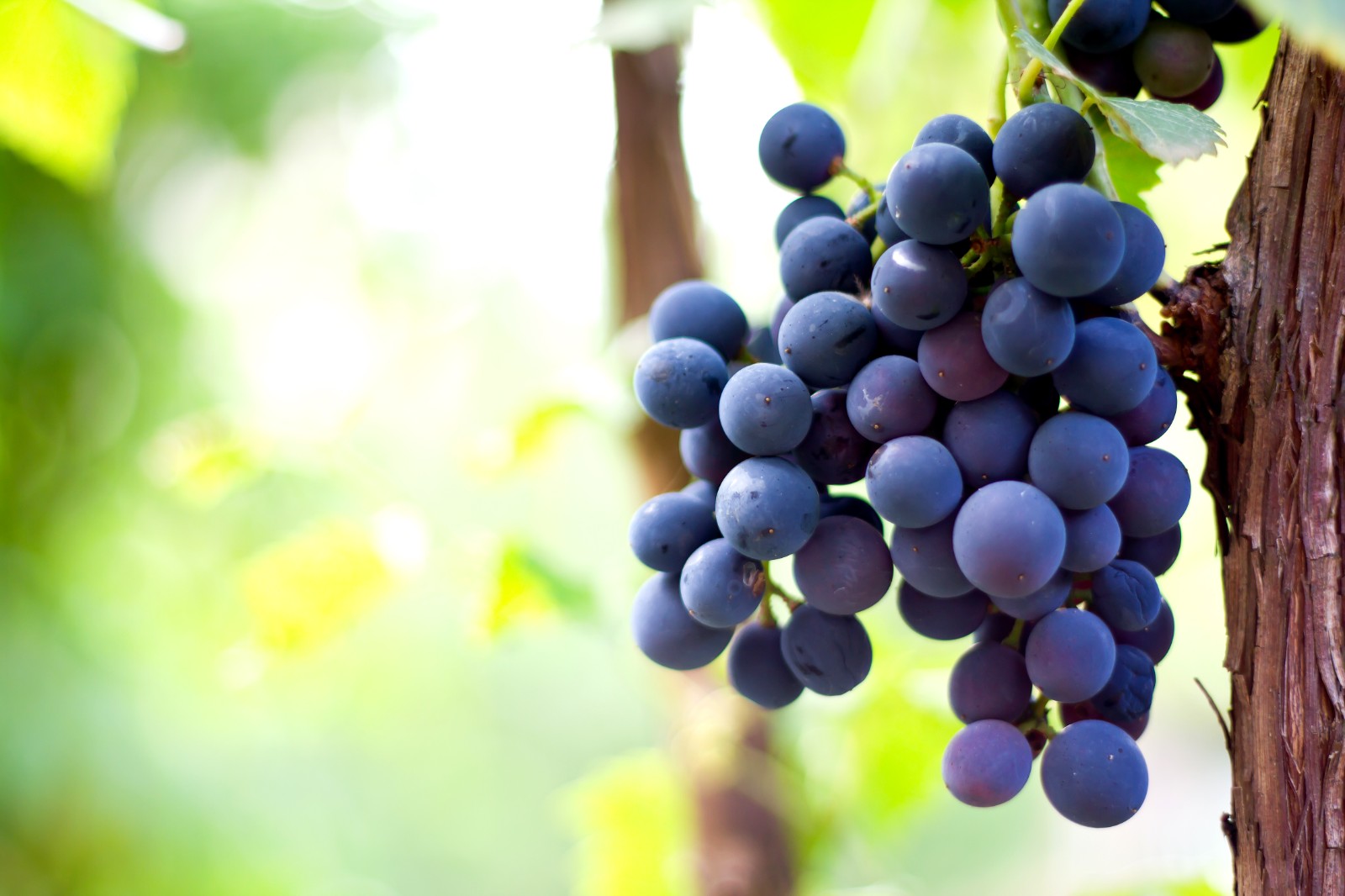 16369432334123.jpg 33565757.jpg