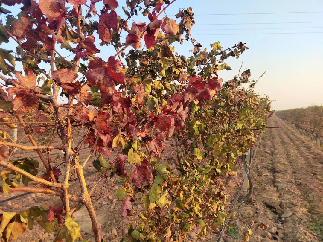 17114164831296.jpg 721f62f3fec42a442c94640ddd071a2c.jpg